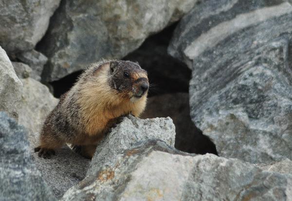 Photo of Marmota flaviventris by <a href="http://www.flickr.com/photos/taniaseyes/">Tania Simpson</a>